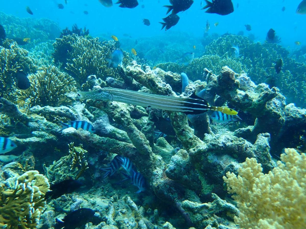The High Dive Gili Gede By Ultimate Resorts Exterior foto
